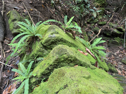 Asplenium formosum observed 2026-03-24