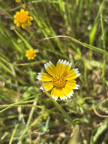 smooth tidytips (Layia chrysanthemoides)