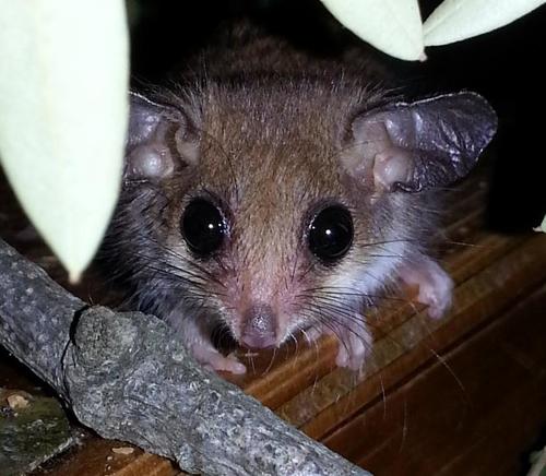 Western Pygmy Possum