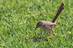 Prinia gracilis