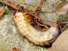 Oryctes nasicornis