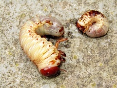 Oryctes nasicornis