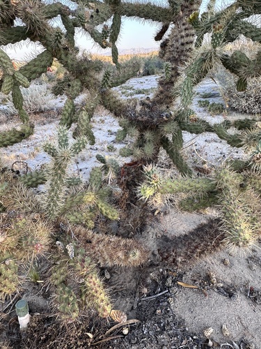 Cylindropuntia munzii, photograph 6