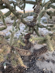 Cylindropuntia munzii, photograph author not stated, no rights reserved