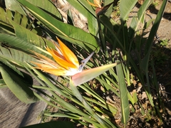 Strelitzia reginae