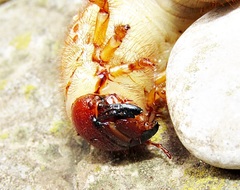Oryctes nasicornis