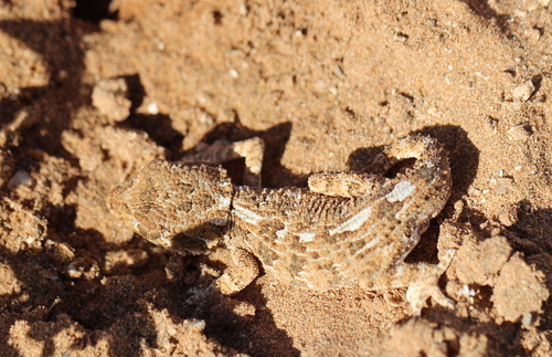 Helmethead Gecko