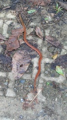 Stenorrhina degenhardtii