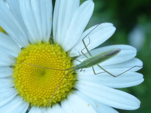 Megaloceroea recticornis