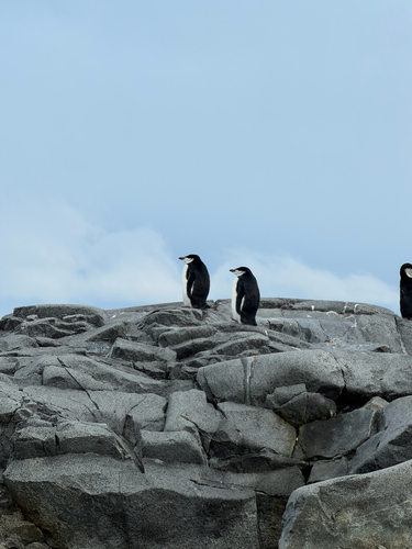 Pygoscelis antarcticus observed 2026-03-24