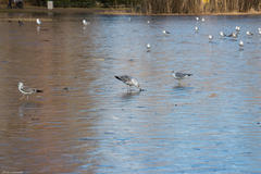 Larus argentatus