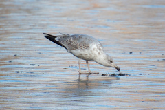 Larus argentatus