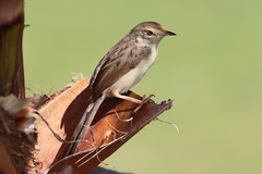 Prinia gracilis