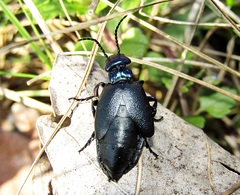 Meloe decorus