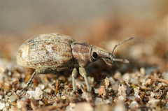 Graptus triguttatus