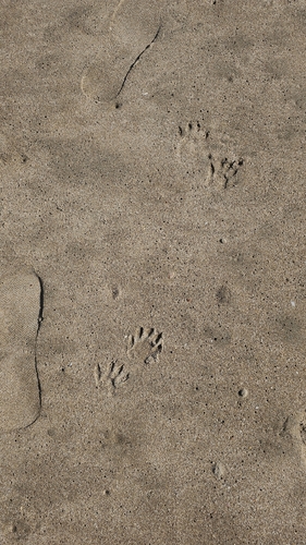Common Raccoon (Procyon lotor)