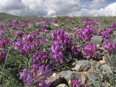 Oxytropis pumila