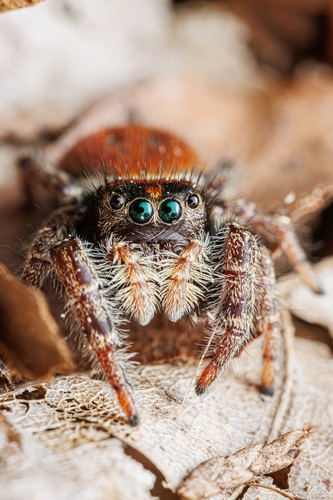 Whitman's Jumping Spider