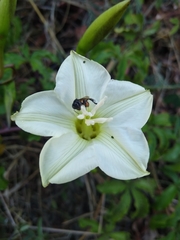 Merremia platyphylla