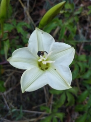 Merremia platyphylla