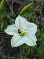 Merremia platyphylla
