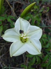 Merremia platyphylla