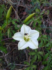 Merremia platyphylla