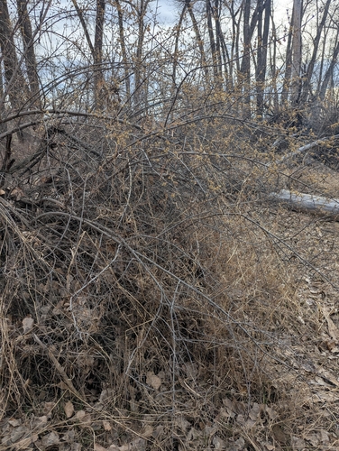 iNaturalist observation 2026-03-24