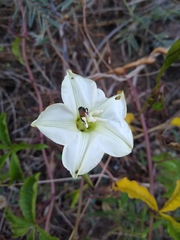 Merremia platyphylla