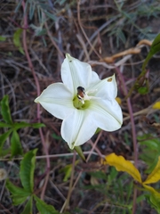 Merremia platyphylla