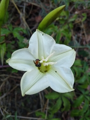 Merremia platyphylla