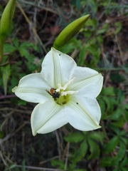 Merremia platyphylla