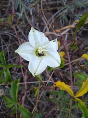 Merremia platyphylla