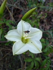 Merremia platyphylla