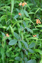 Tephrosia tinctoria