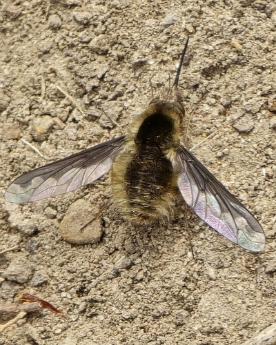 Unknown species found near Fayetteville, AR, USA