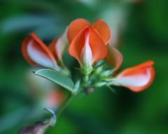 Tephrosia tinctoria