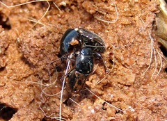 Chilothorax distinctus