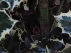 Zonotrichia leucophrys