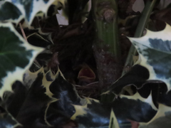 Zonotrichia leucophrys