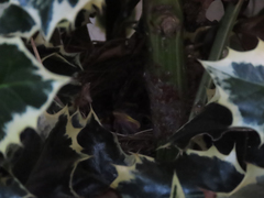 Zonotrichia leucophrys