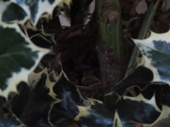 Zonotrichia leucophrys