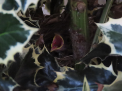 Zonotrichia leucophrys