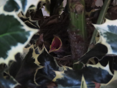 Zonotrichia leucophrys