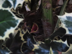 Zonotrichia leucophrys