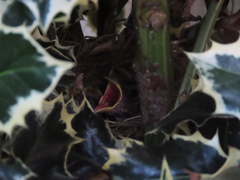 Zonotrichia leucophrys