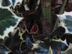 Zonotrichia leucophrys