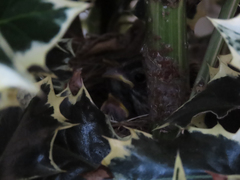 Zonotrichia leucophrys