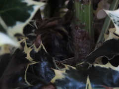 Zonotrichia leucophrys