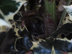 Zonotrichia leucophrys